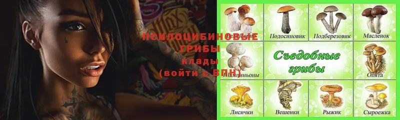 купить закладку  Жердевка  Галлюциногенные грибы MAGIC MUSHROOMS 